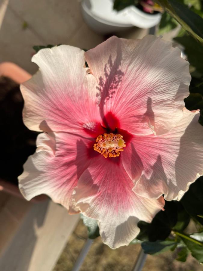 Red Hibiscus Stegna Konuk evi Archangelos  Dış mekan fotoğraf