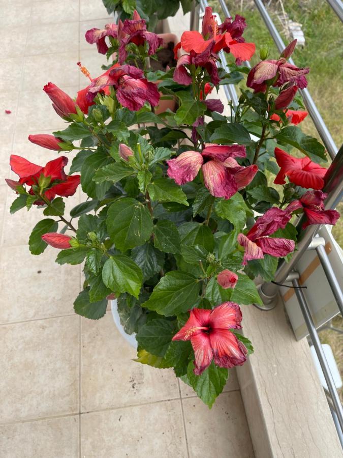 Red Hibiscus Stegna Konuk evi Archangelos  Dış mekan fotoğraf