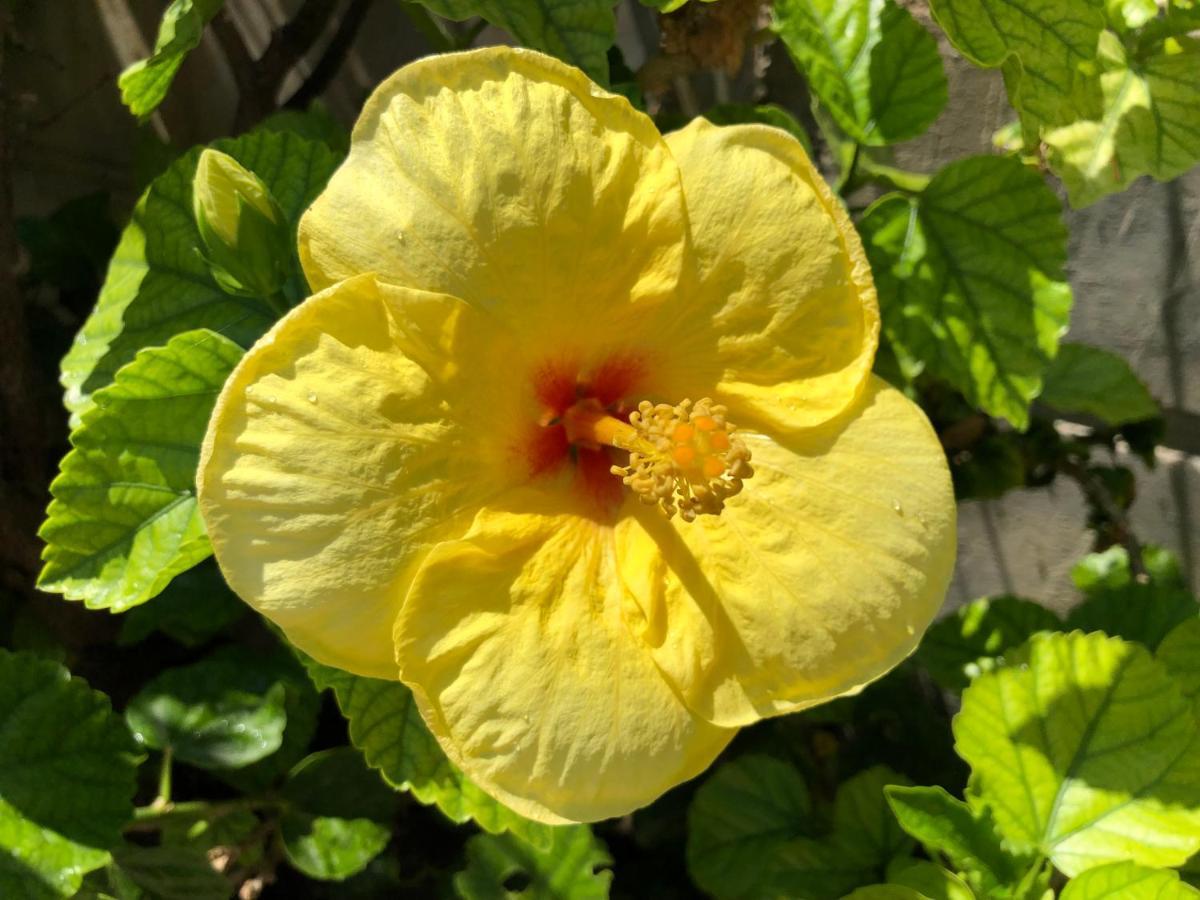 Red Hibiscus Stegna Konuk evi Archangelos  Dış mekan fotoğraf